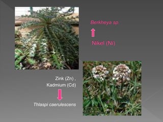 Zink (Zn) ,
Kadmium (Cd)
Thlaspi caerulescens
 