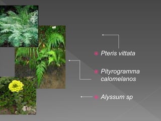 ? Pteris vittata
? Pityrogramma
calomelanos
? Alyssum sp
 