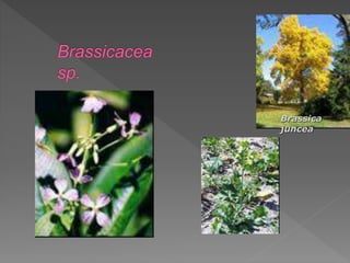 Liriodendro
tulipifera
Brassica
juncea
 