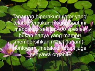 Tanaman hiperakumulator yang
telah ditemukan hingga saat ini
mencakup sekitar 400 spesies
bukan hanya yang mampu
membersihkan metal (logam),
nonlogam, metaloid, tetapi juga
senyawa organik
 