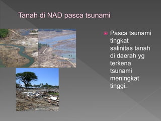 ? Pasca tsunami
tingkat
salinitas tanah
di daerah yg
terkena
tsunami
meningkat
tinggi.
 