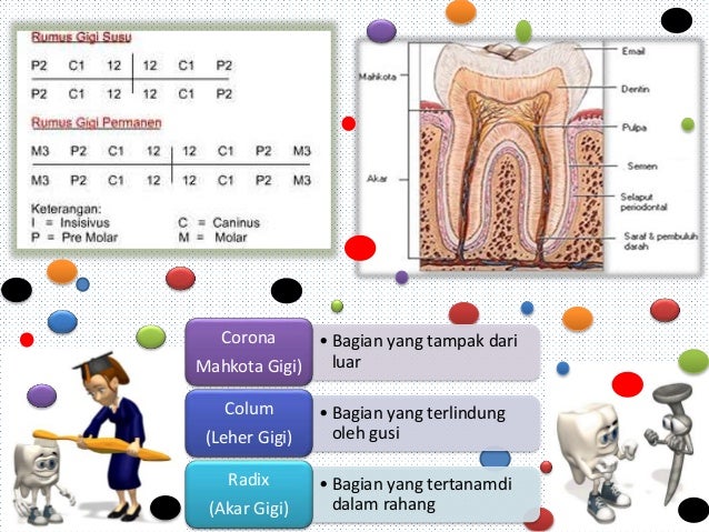 Sistem Pencernaan Manusia Dan Ruminansia