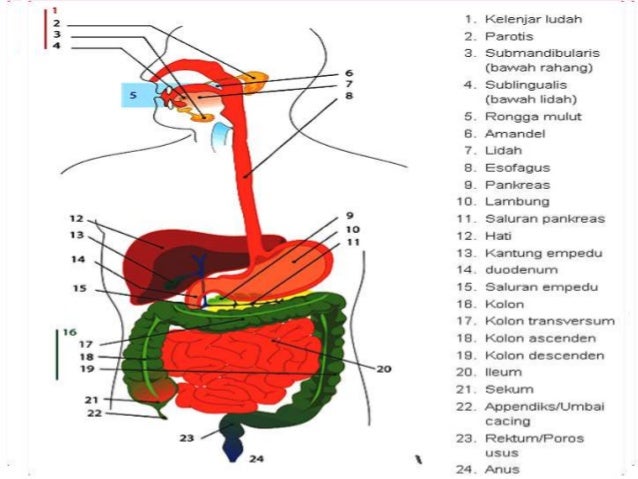 Sistem Pencernaan Manusia Dan Ruminansia