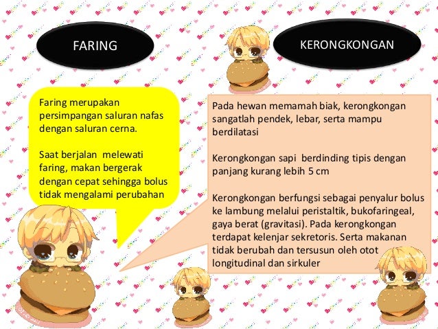 Sistem Pencernaan Manusia Dan Ruminansia