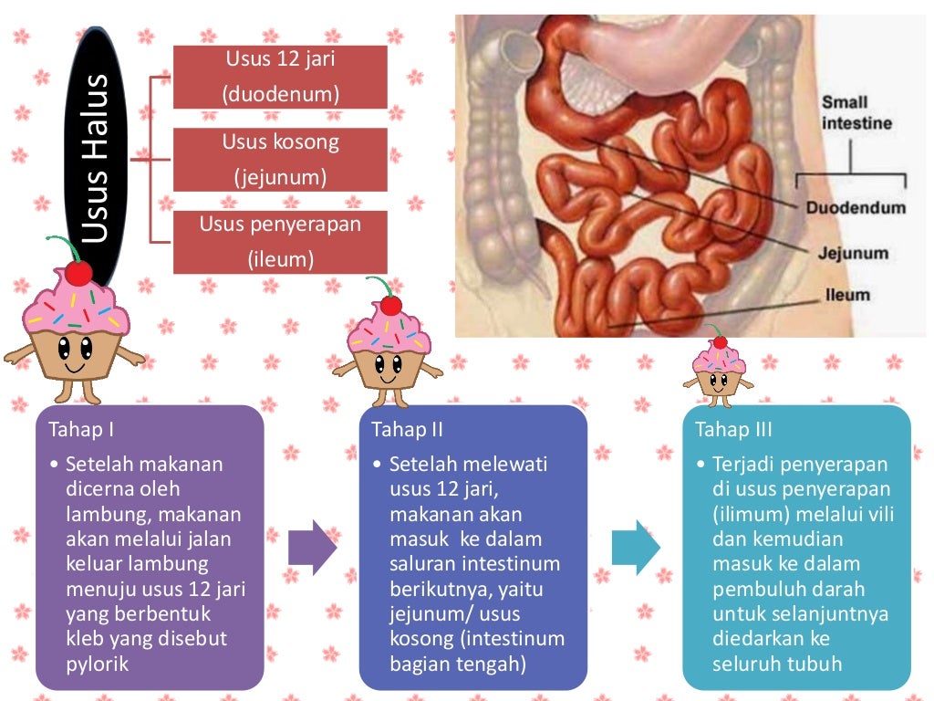 Gambar Cara Menerapkan Sistem Pembesaran Entok