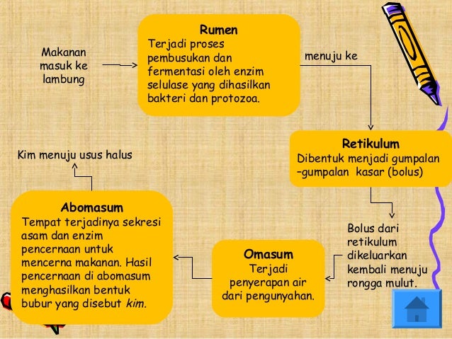 Pencernaan hewan  ruminansia