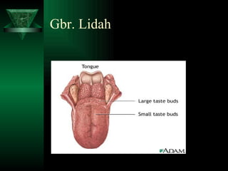 Gbr. Lidah 