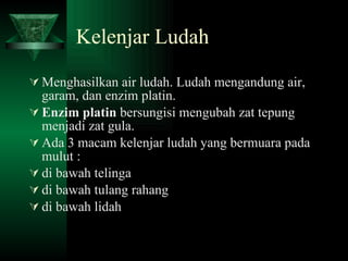 Kelenjar Ludah Menghasilkan air ludah. Ludah mengandung air, garam, dan enzim platin. Enzim platin  bersungisi mengubah zat tepung menjadi zat gula. Ada 3 macam kelenjar ludah yang bermuara pada mulut : di bawah telinga di bawah tulang rahang di bawah lidah 