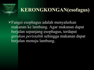 KERONGKONGAN(esofagus) Fungsi esophagus adalah menyalurkan makanan ke lambung. Agar makanan dapat berjalan sepanjang esophagus, terdapat  gerakan peristaltik  sehingga makanan dapat berjalan menuju lambung.  