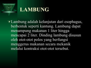 LAMBUNG Lambung adalah kelanjutan dari esophagus, berbentuk seperti kantung. Lambung dapat menampung makanan 1 liter hingga mencapai 2 liter. Dinding lambung disusun oleh otot-otot polos yang berfungsi menggerus makanan secara mekanik melalui kontraksi otot-otot tersebut.  