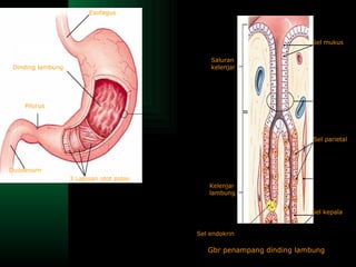 Esofagus Dinding lambung Pilorus Duodenum 3 Lapisan otot polos Sel mukus Kelenjar lambung Sel kepala Sel parietal Saluran kelenjar Sel endokrin Gbr penampang dinding lambung 