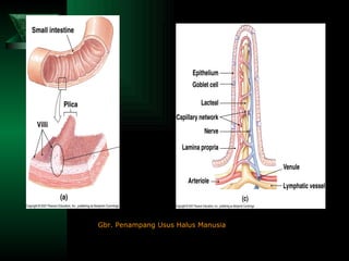 Gbr. Penampang Usus Halus Manusia 