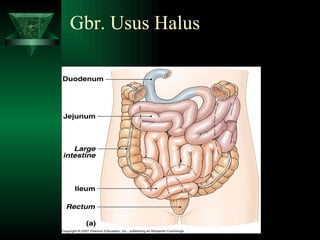 Gbr. Usus Halus 