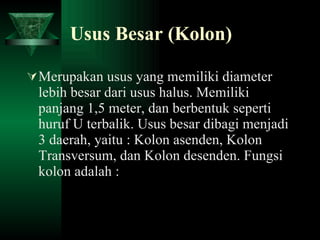 Usus Besar (Kolon) Merupakan usus yang memiliki diameter lebih besar dari usus halus. Memiliki panjang 1,5 meter, dan berbentuk seperti huruf U terbalik. Usus besar dibagi menjadi 3 daerah, yaitu : Kolon asenden, Kolon Transversum, dan Kolon desenden. Fungsi kolon adalah : 