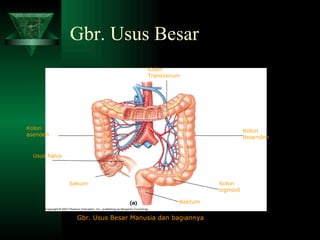 Gbr. Usus Besar Kolon desenden   Kolon Transverum   Kolon asenden   Kolon sigmoid   Rektum Sekum  Usus halus  Gbr. Usus Besar Manusia dan bagiannya 