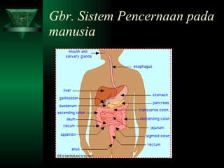 Gbr. Sistem Pencernaan pada manusia 