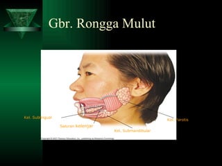 Gbr. Rongga Mulut Kel. Sublingual Kel. Parotis Kel. Submandibular Saluran  kelenjar 