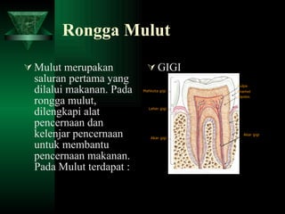 Rongga Mulut Mulut merupakan saluran pertama yang dilalui makanan. Pada rongga mulut, dilengkapi alat pencernaan dan kelenjar pencernaan untuk membantu pencernaan makanan. Pada Mulut terdapat : GIGI Mahkota gigi Leher gigi Akar gigi Pulpa Enamel   Dentin Akar gigi Gbr. Anatomi Gigi 