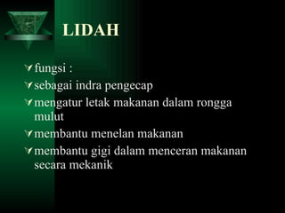 LIDAH fungsi : sebagai indra pengecap  mengatur letak makanan dalam rongga mulut membantu menelan makanan membantu gigi dalam menceran makanan secara mekanik 
