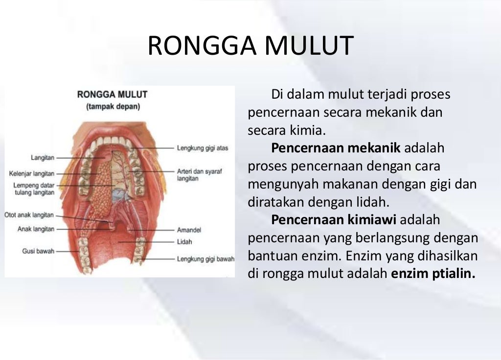 BIOLOGI Pencernaan di rongga mulut