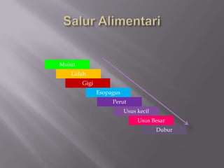 Mulut
Lidah
Gigi
Esopagus
Perut
Usus kecil
Usus Besar
Dubur