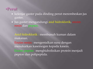  kelenjar gaster pada dinding perut merembeskan jus
gaster.
Jus gaster mengandungi asid hidroklorik, enzim
renin dan pepsin.
Asid hidroklorik : membunuh kuman dalam
makanan.
Enzim renin: mengentalkan susu dengan
menukarkan kaseinogen kepada kasein.
Enzim pepsin: menghidrolisikan protein menjadi
pepton dan polipeptida.
