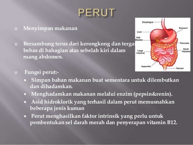 Pencernaan Dalam Perut