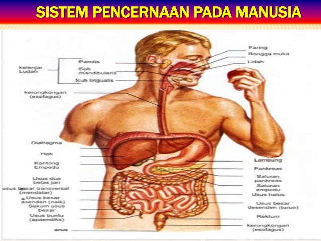 Pencernaan Makanan Pd Manusia Mo Pake