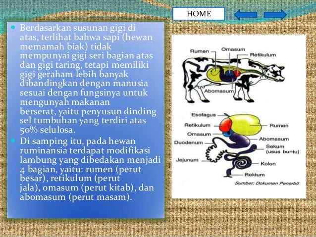 Pencernaan Manusia Dan Rumiinansia Serta Gangguan