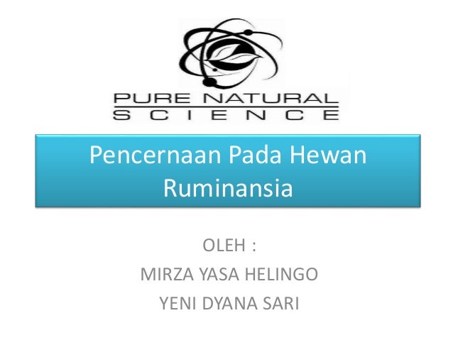 Pencernaan Pada Hewan Ruminansia