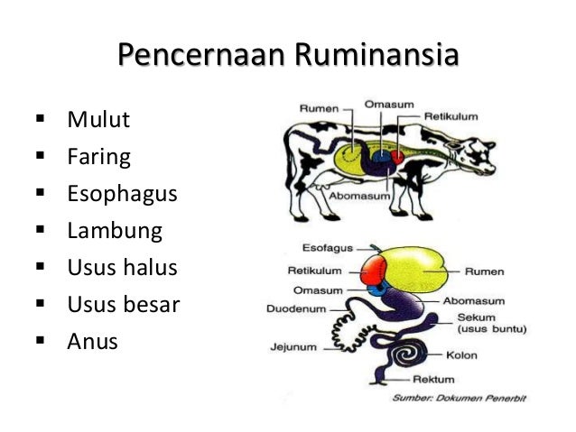 Pencernaan pada  hewan  ruminansia