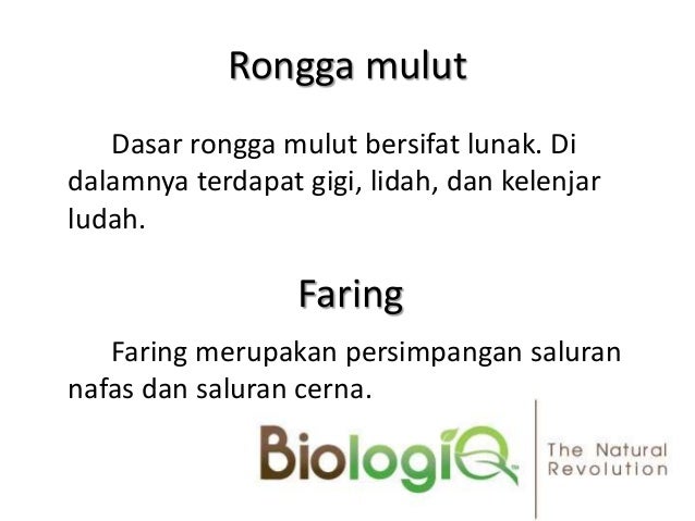 Pencernaan Pada Hewan Ruminansia