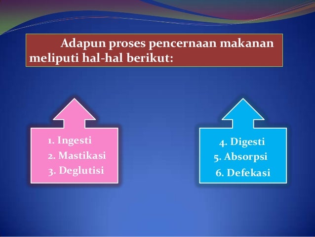 Pencernaan pada manusia