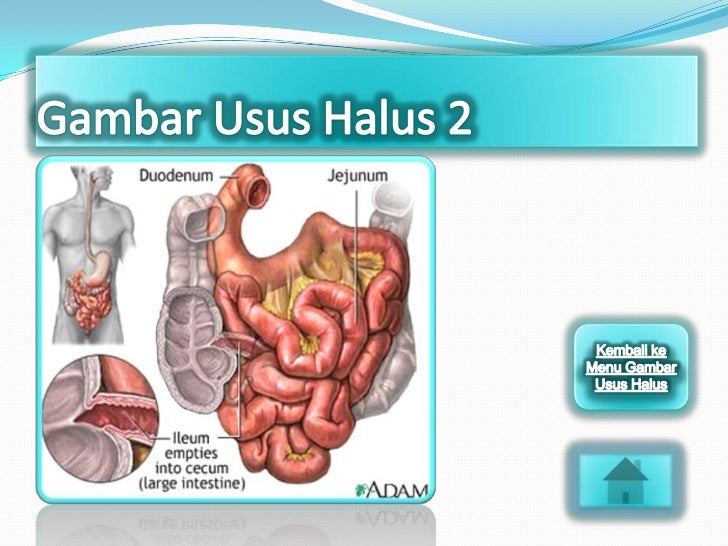 Pencernaan pada manusia dan ruminansia uas Pencernaan pada manusia dan ruminansia uas