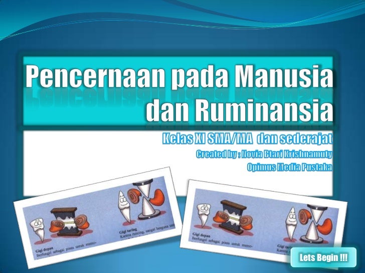 44++ Sistem pencernaan pada hewan ruminansia memamah biak update 