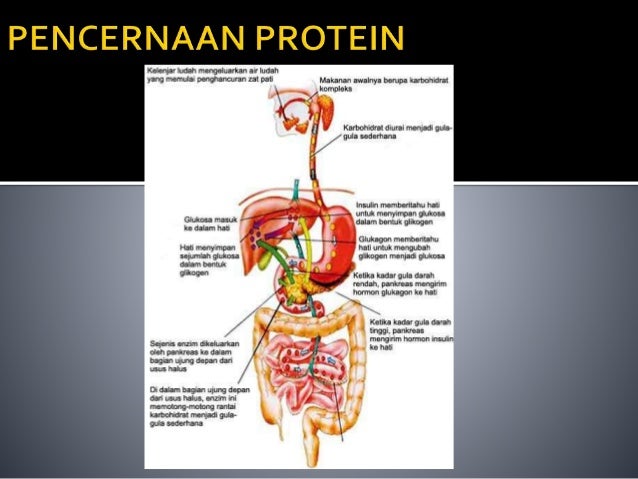 Pencernaan Protein