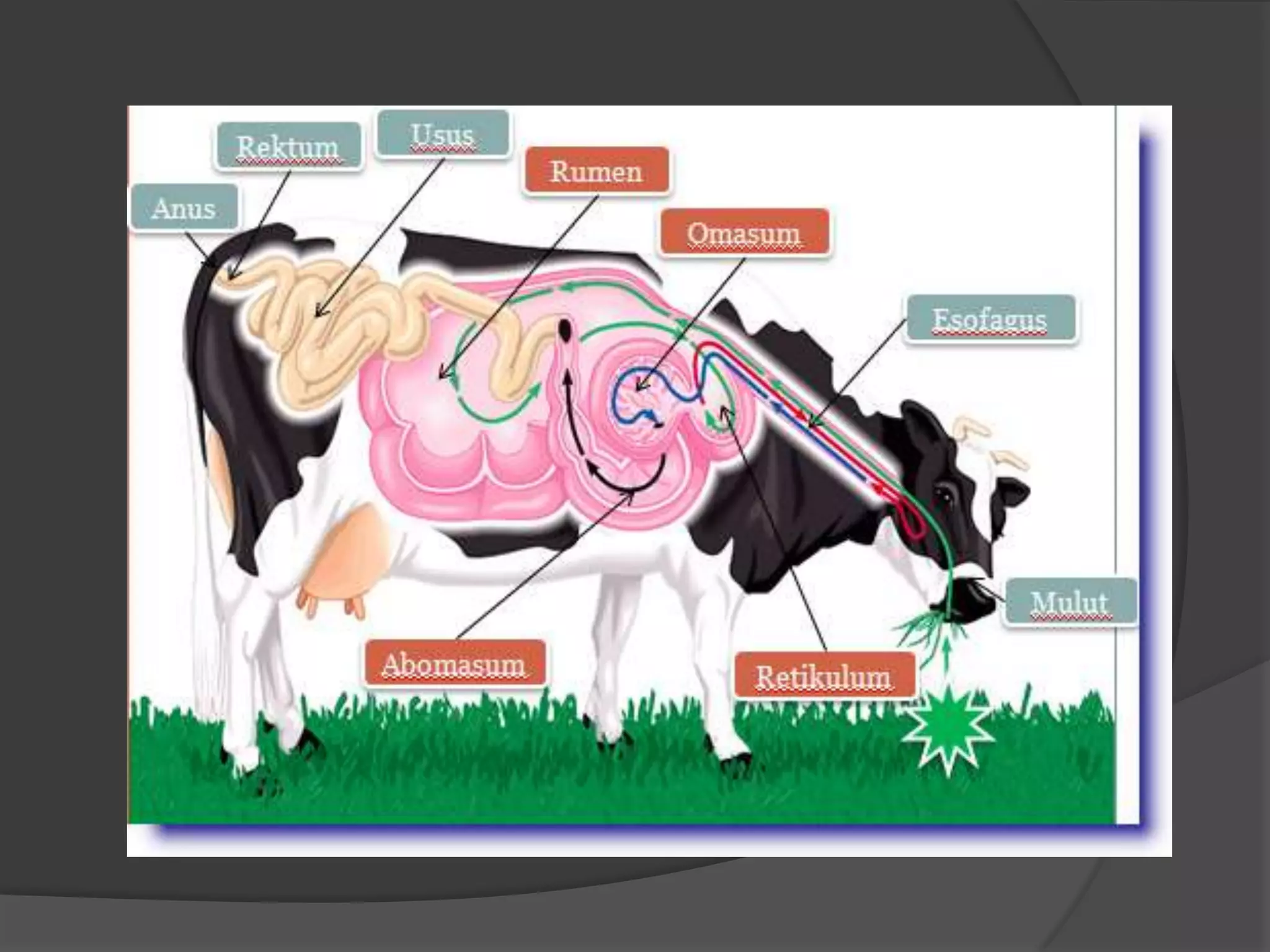 Sapi Ruminansia Pencernaan ruminansia | PPTX