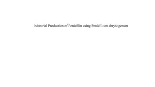 Industrial Production of Penicillin using Penicillium chrysogenum
 
