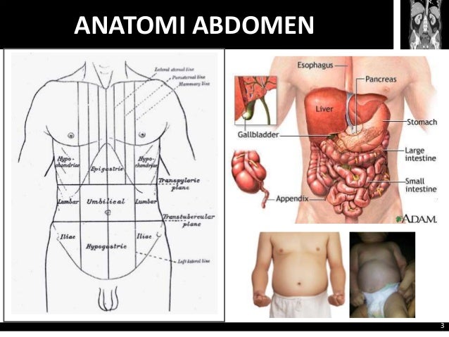 39+ Anatomi Trauma Abdomen
