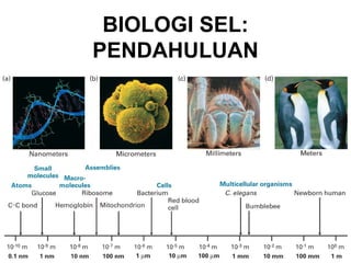 BIOLOGI SEL:
PENDAHULUAN




   BISEL07-SITH/ITB-MIT/IR   1
 