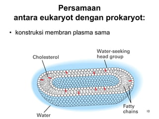 Persamaan
 antara eukaryot dengan prokaryot:
• konstruksi membran plasma sama




                BISEL07-SITH/ITB-MIT/IR   10
 