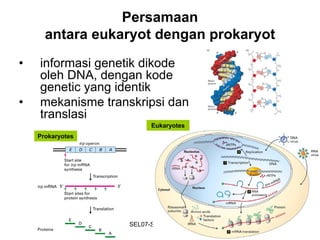 Persamaan
      antara eukaryot dengan prokaryot
•   informasi genetik dikode
    oleh DNA, dengan kode
    genetic yang identik
•   mekanisme transkripsi dan
    translasi
                          Eukaryotes
    Prokaryotes




                  BISEL07-SITH/ITB-MIT/IR   11
 