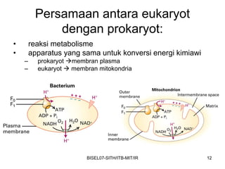 Persamaan antara eukaryot
             dengan prokaryot:
•       reaksi metabolisme
•       apparatus yang sama untuk konversi energi kimiawi
    –     prokaryot   membran plasma
    –     eukaryot    membran mitokondria




                          BISEL07-SITH/ITB-MIT/IR           12
 