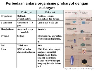 Perbedaan antara organisme prokaryot dengan
                         eukaryot
                 Prokaryot               Eukaryot
Organisme     Bakteri,            Protista, jamur,
              cyanobakteri        tumbuhan dan hewan
Ukuran sel    Umumnya 1-10        Umumnya 5-100 μm
              μm
Metabolisme   Anaerobic atau      Aerobik
                aerobik
Organel       Sedikit             Mitokondria, kloroplas,
                                  retikulum endoplasma,
                                  dll
Inti          Tidak ada           Ada
DNA           DNA sirkular        DNA linier dan sangat
              dalam sitoplasma    panjang, memiliki
                                  daerah yang dikode
                                  (ekson) dan tidak
                                  dikode /intron (sangat
                                  banyak); berada dalam
                                 BISEL07-SITH/ITB-MIT/IR
                                  inti                      14
 