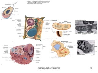 BISEL07-SITH/ITB-MIT/IR   15
 