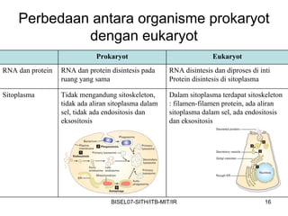 Perbedaan antara organisme prokaryot
             dengan eukaryot
                              Prokaryot                               Eukaryot
RNA dan protein   RNA dan protein disintesis pada      RNA disintesis dan diproses di inti
                  ruang yang sama                      Protein disintesis di sitoplasma

Sitoplasma        Tidak mengandung sitoskeleton,       Dalam sitoplasma terdapat sitoskeleton
                  tidak ada aliran sitoplasma dalam    : filamen-filamen protein, ada aliran
                  sel, tidak ada endositosis dan       sitoplasma dalam sel, ada endositosis
                  eksositosis                          dan eksositosis




                                   BISEL07-SITH/ITB-MIT/IR                              16
 