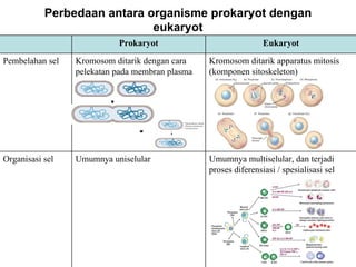 Perbedaan antara organisme prokaryot dengan
                             eukaryot
                           Prokaryot                                Eukaryot

Pembelahan sel   Kromosom ditarik dengan cara       Kromosom ditarik apparatus mitosis
                 pelekatan pada membran plasma      (komponen sitoskeleton)




Organisasi sel   Umumnya uniselular                 Umumnya multiselular, dan terjadi
                                                    proses diferensiasi / spesialisasi sel




                                BISEL07-SITH/ITB-MIT/IR                                17
 