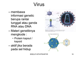 Virus
– membawa
  informasi genetic
  berupa rantai
  tunggal atau ganda
  RNA atau DNA
– Materi genetiknya
  mengkode :
   • Protein kapsul /
     kapsid
– aktif jika berada
  pada sel hidup
                  BISEL07-SITH/ITB-MIT/IR   18
 