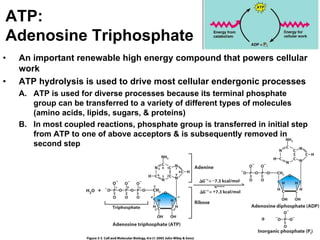 ATP:
Adenosine Triphosphate
•   An important renewable high energy compound that powers cellular
    work
•   ATP hydrolysis is used to drive most cellular endergonic processes
    A. ATP is used for diverse processes because its terminal phosphate
       group can be transferred to a variety of different types of molecules
       (amino acids, lipids, sugars, & proteins)
    B. In most coupled reactions, phosphate group is transferred in initial step
       from ATP to one of above acceptors & is subsequently removed in
       second step




                               BISEL07-SITH/ITB-MIT/IR                      30
 