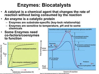 Enzymes: Biocatalysts
• A catalyst is a chemical agent that changes the rate of
  reaction without being consumed by the reaction
• An enzyme is a catalytic protein
   – Enzymes are substrate-specific (key-lock relationship)
   – Enzymes are sensitive to temperature, pH and to some
     chemicals
• Some Enzymes need
  co-factors/coenzymes
  to function




                           BISEL07-SITH/ITB-MIT/IR            31
 